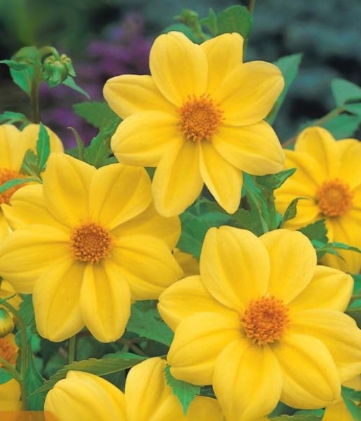 Dahlia Yellow Sneezy